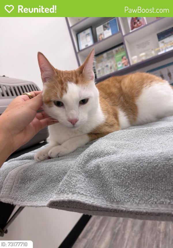 Reunited Male Cat last seen West Gray Street, Whole Foods Market, River Oaks Shopping Center, Buffalo Bayou Park, and the Montrose/River Oaks area. Also near Waugh Drive and South Shepherd Drive., Houston, TX 77019