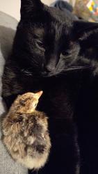 Reunited Male Cat last seen Burke Road, Cleveland, TN 37323
