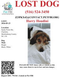 Lost Male Dog last seen Cedar Run/Sandy Porter Rd, Charlotte, NC 28273