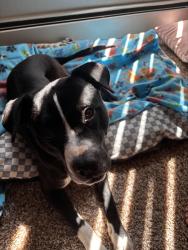Reunited Male Dog last seen Police station across the street, Denver, CO 80204