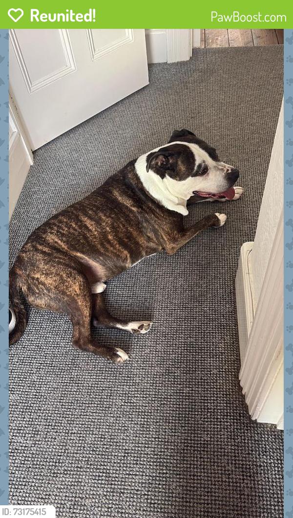 Reunited Male Dog last seen Near Boscombe Gardens, Boscombe, England 