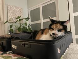 Lost Female Cat last seen Hamilton and Amberwood, Rancho Cucamonga, CA 91701