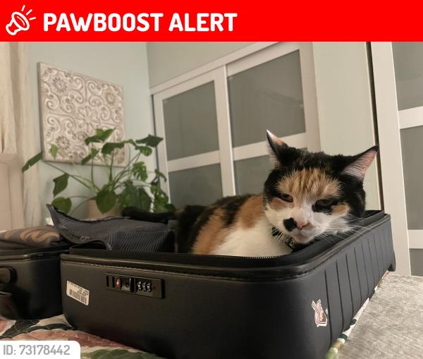 Lost Female Cat last seen Hamilton and Amberwood, Rancho Cucamonga, CA 91701