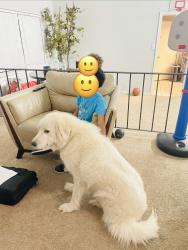 Reunited Female Dog last seen By Oakdale Gym/ Stonebridge, Gretna, LA 70056
