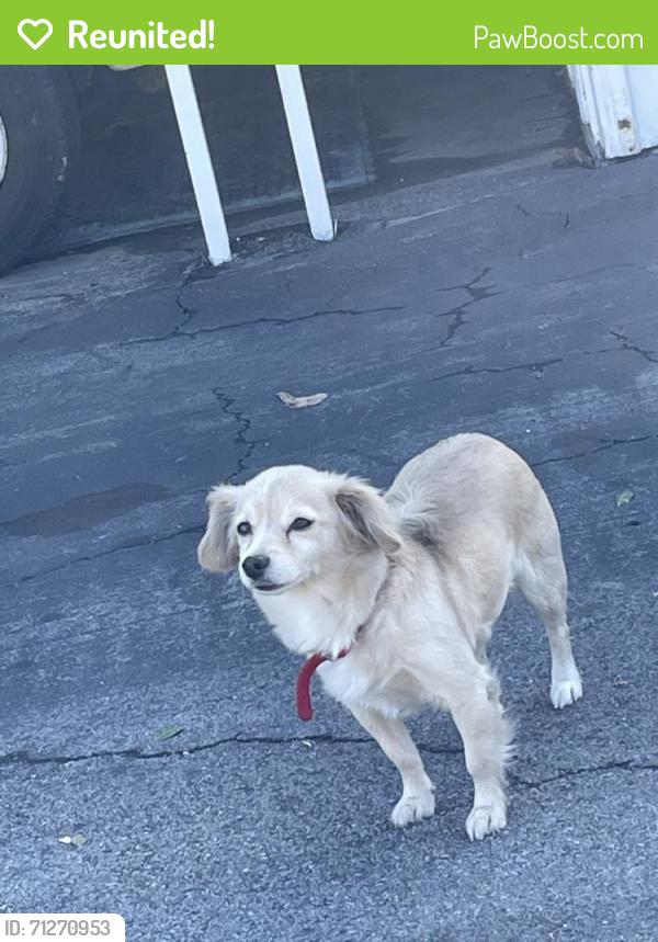 Reunited Unknown Dog last seen Elliot and Durfee, El Monte, CA 91732