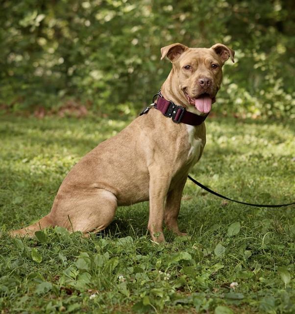 Shelter Stray Female Dog last seen CHARLOTTE, 8315 Byrum Dr, Charlotte, NC 28217, USA