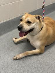 Shelter Stray Female Dog last seen Near, 2600 S Harding St, Indianapolis, IN 46221, USA