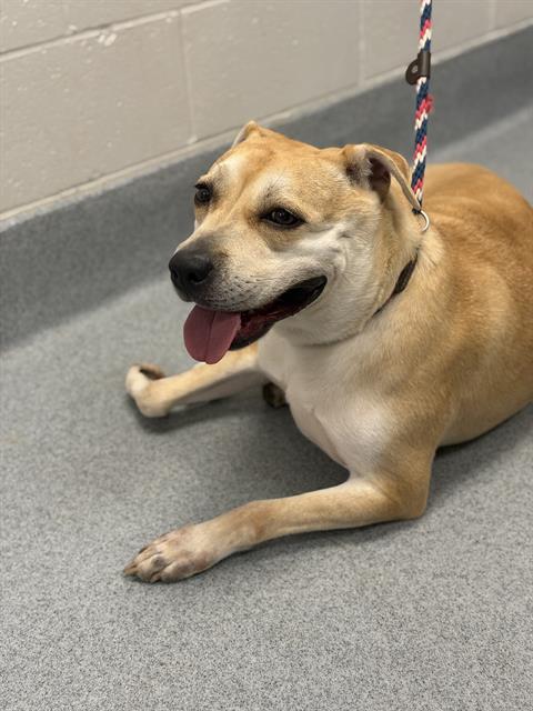 Shelter Stray Female Dog last seen Near, 2600 S Harding St, Indianapolis, IN 46221, USA