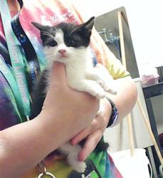 Shelter Stray Male Cat last seen Near BLOCK VILLA DR, FAYETTEVILLE NC 28311, 4704 Corporation Dr, Fayetteville, NC 28306, USA