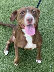 Shelter Stray Female Dog last seen Near HARPER ST, FAYETTEVILLE NC 28312, 4704 Corporation Dr, Fayetteville, NC 28306, USA