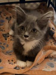Shelter Stray Female Cat last seen , West Valley Animal Shelter, 20655 Plummer St, Chatsworth, CA 91311, USA