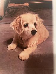Reunited Male Dog last seen Prescott Circle and Valley Creek Dr., Frisco, TX 75033