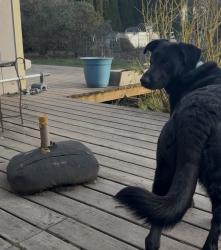 Reunited Female Dog last seen Spruce Ave and Lewis River Rd in woodland, wa, Woodland, WA 98674