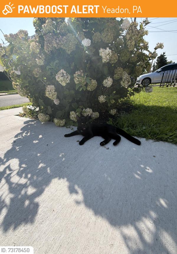 Found/Stray Unknown Cat last seen Baily Road, Yeadon, PA 19050