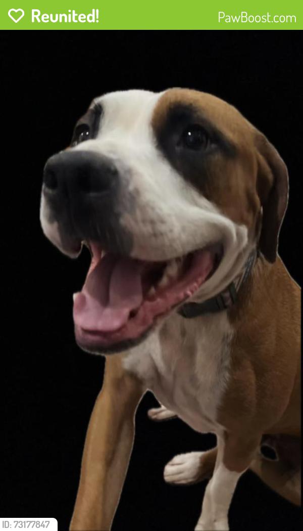 Reunited Male Dog last seen Howard’s Mill Rd near Stone Horse Creek Rd, Hanover County, VA 23146