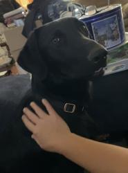 Reunited Female Dog last seen Spruce Avenue in LEWIS River Road in Woodland, Washington, Woodland, WA 98674