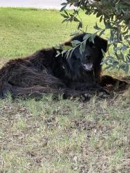 Found/Stray Unknown Dog last seen Southern and Price, near Shalimar Golf Course, Tempe, AZ 85282
