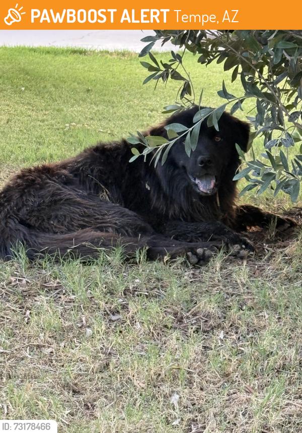 Found/Stray Unknown Dog last seen Southern and Price, near Shalimar Golf Course, Tempe, AZ 85282