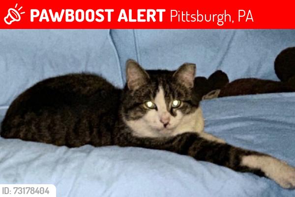 Lost Male Cat last seen west bruceton road, Pittsburgh, PA 15214