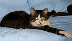 Lost Male Cat last seen west bruceton road, Pittsburgh, PA 15214