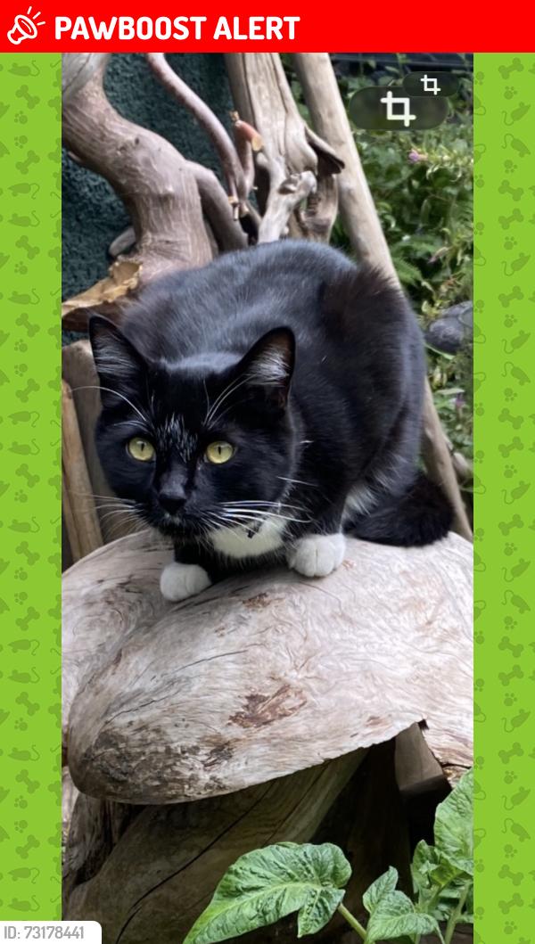 Lost Male Cat last seen Victoria and Semlin, Vancouver, BC V5N 1W5