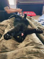 Reunited Male Cat last seen Near W Misty Dr, Meridian, ID 83646, USA, Meridian, ID 83646