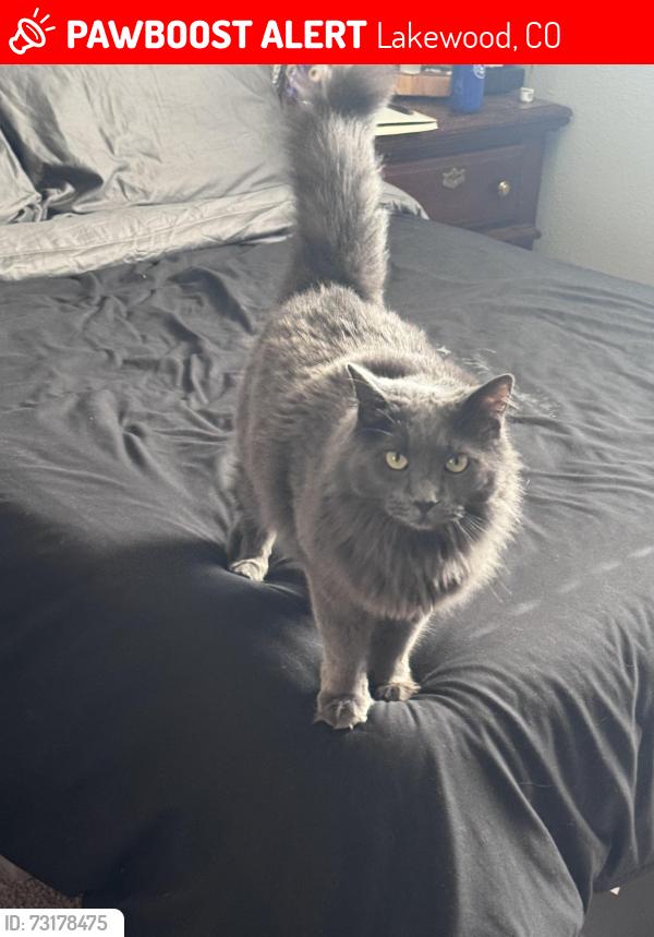Lost Male Cat last seen wright st and w 6th frontage road, Lakewood, CO 80228