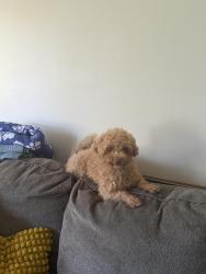 Found/Stray Male Dog last seen Bryan Ct Woodbridge Va, Dale City, VA 22193