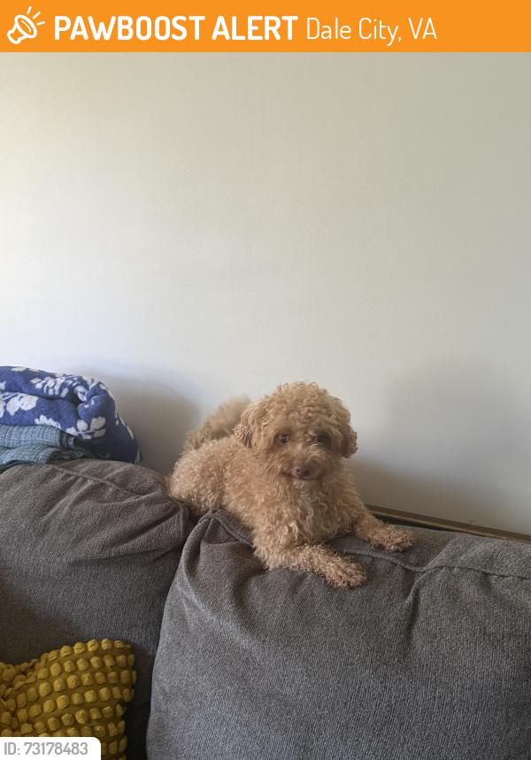 Found/Stray Male Dog last seen Bryan Ct Woodbridge Va, Dale City, VA 22193