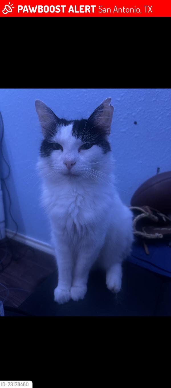 Lost Female Cat last seen Near flint hill, San Antonio, TX 78230