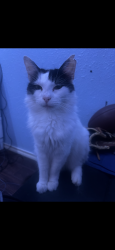 Lost Female Cat last seen Near flint hill, San Antonio, TX 78230