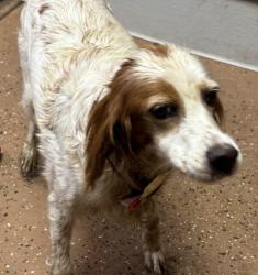 Found/Stray Female Dog last seen Kansas Star Casino, Mulvane, KS 67110