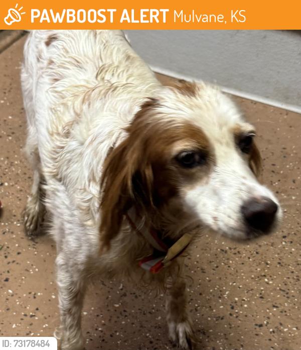 Found/Stray Female Dog last seen Kansas Star Casino, Mulvane, KS 67110