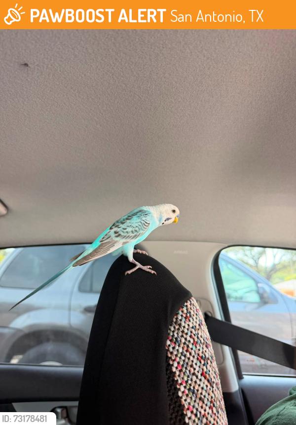 Found/Stray Male Bird last seen Yucca St, San Antonio, TX 78203