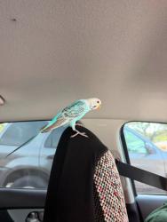 Found/Stray Male Bird last seen Yucca St, San Antonio, TX 78203