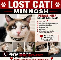 Lost Male Cat last seen County farm & North Avenue, Carol Stream, IL 60188
