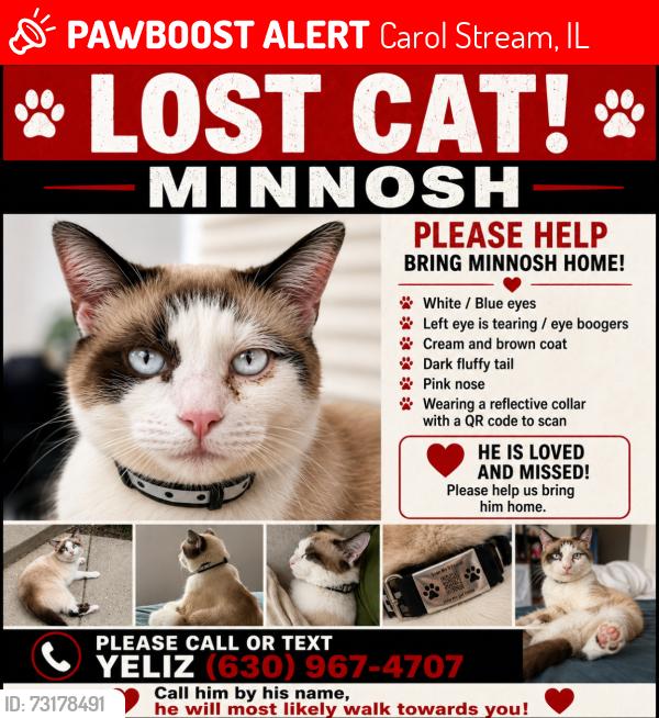 Lost Male Cat last seen County farm & North Avenue, Carol Stream, IL 60188