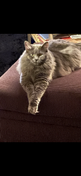 Lost Female Cat last seen kwik trip marshall wi, Marshall, WI 53559