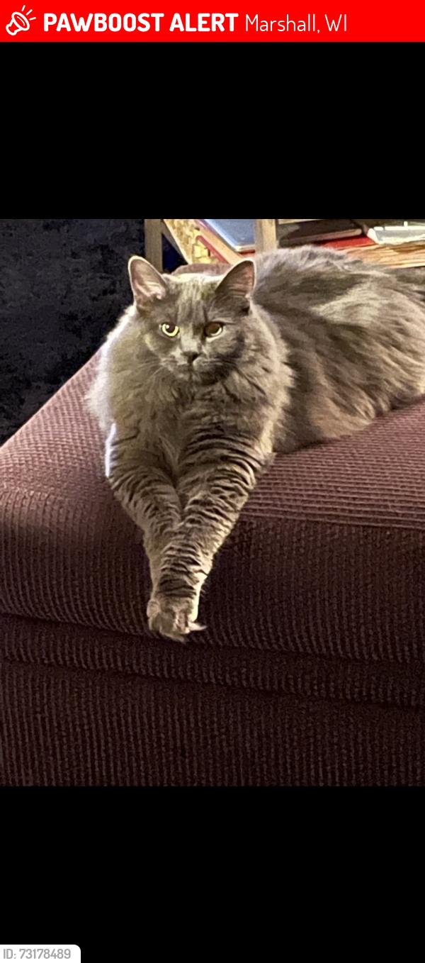Lost Female Cat last seen kwik trip marshall wi, Marshall, WI 53559