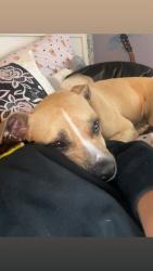 Reunited Female Dog last seen Cmc hosp, Scranton, PA 18510