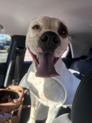 Found/Stray Female Dog last seen San Mateo, Albuquerque, NM 87110