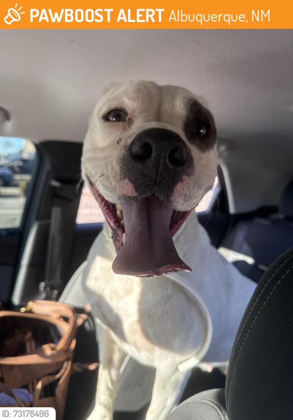 Found/Stray Female Dog last seen San Mateo, Albuquerque, NM 87110