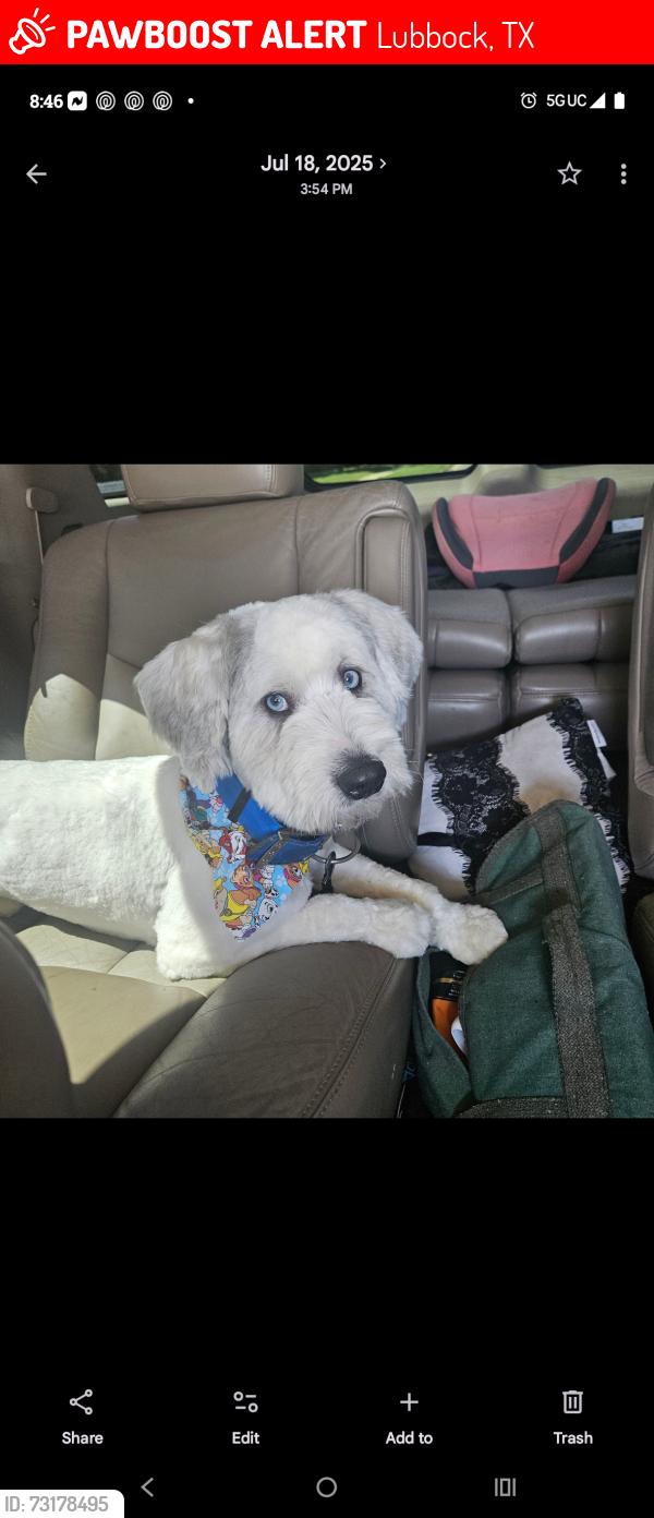 Lost Male Dog last seen 34th-50th ave Q, Lubbock, TX 79412