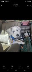Lost Male Dog last seen 34th-50th ave Q, Lubbock, TX 79412