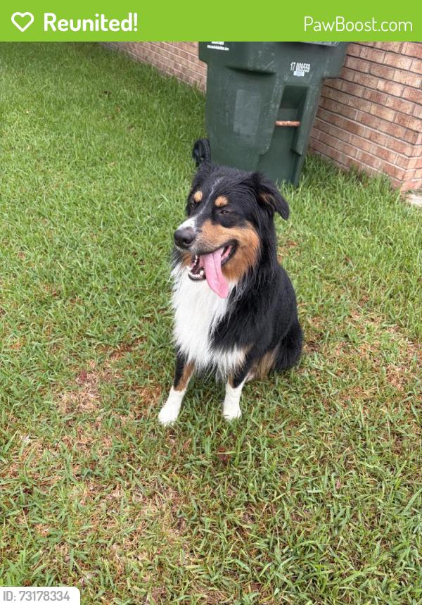 Reunited Unknown Dog last seen Near Sheffield Rd, Jacksonville, NC 28546, USA, Jacksonville, NC 28546