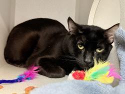 Shelter Stray Male Cat last seen Near 7th Avenue, NEW YORK, NY, 10027, 326 E 110th St, New York, NY 10029, USA