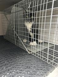 Shelter Stray Unknown Cat last seen Near Eagleton Lane, VIRGINIA BEACH, VA, 23455, 341 S Birdneck Rd, Virginia Beach, VA 23451, USA