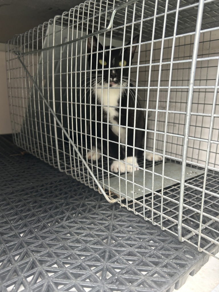 Shelter Stray Unknown Cat last seen Near Eagleton Lane, VIRGINIA BEACH, VA, 23455, 341 S Birdneck Rd, Virginia Beach, VA 23451, USA