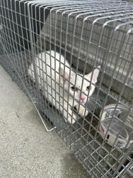 Shelter Stray Unknown Cat last seen Near Whisper Circle, VIRGINIA BEACH, VA, 23454, 341 S Birdneck Rd, Virginia Beach, VA 23451, USA