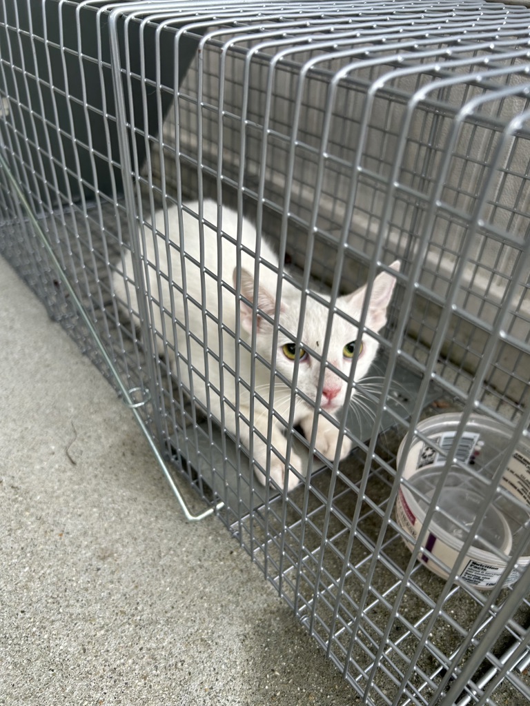 Shelter Stray Unknown Cat last seen Near Whisper Circle, VIRGINIA BEACH, VA, 23454, 341 S Birdneck Rd, Virginia Beach, VA 23451, USA